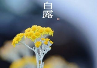 白露可以種什么菜？白露過后能種植什么蔬菜？