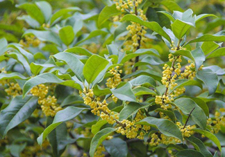 桂花樹種在院子哪里好？桂花樹種在家門口好嗎