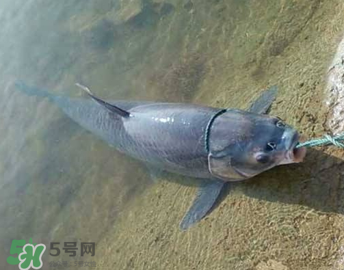 青魚怎么釣？釣青魚用什么餌料最好？