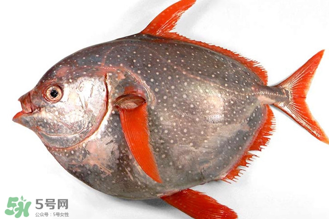 月亮魚是什么魚？月亮魚能吃嗎