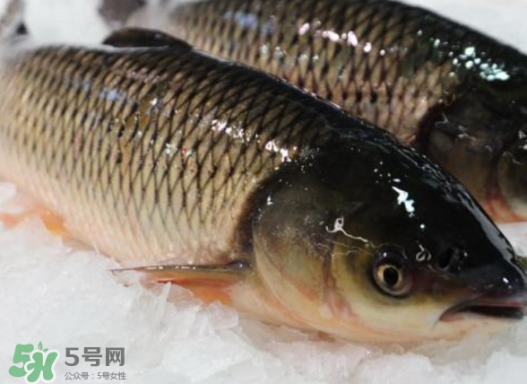 鯇魚是什么魚？鯇魚是怎樣來(lái)的