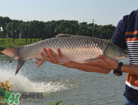 草魚怎么養(yǎng)殖成脆肉鯇？脆肉鯇養(yǎng)殖條件及技術(shù)