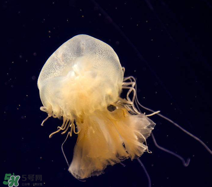 海蜇是生吃嗎？海蜇怎么吃？