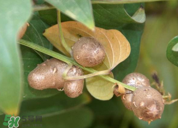 山藥豆能種植嗎？山藥豆怎么種？