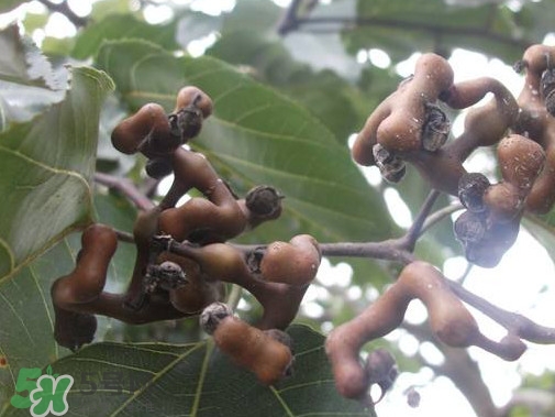 拐棗熬水喝有哪些好處？拐棗怎樣種植