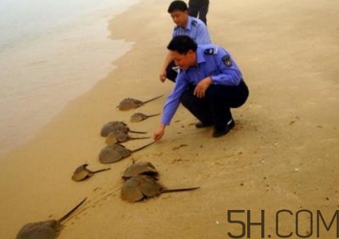 中華鱟是保護動物嗎？中華鱟和圓尾鱟的區(qū)別