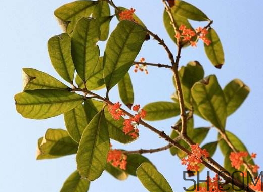 紅桂花好還是黃桂花好 紅桂花和黃桂花的區(qū)別