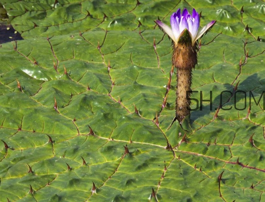 芡實(shí)是蓮子嗎？芡實(shí)是長在哪里的