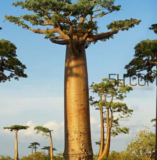 猴面包樹和面包樹是同一種植物嗎？猴面包樹能在北方種植嗎