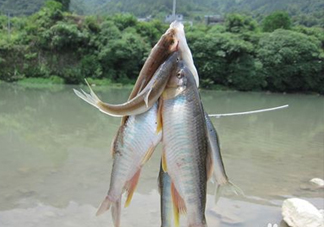 刁子魚(yú)怎么挑選？刁子魚(yú)怎么做好吃