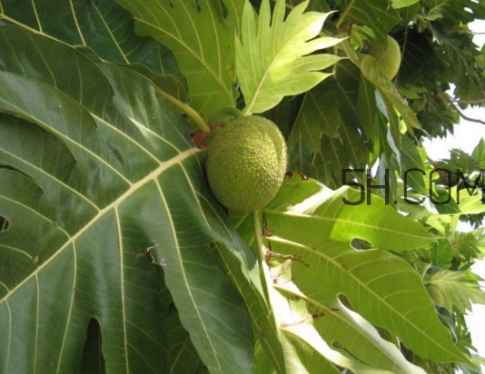 猴面包樹和面包樹是同一種植物嗎？猴面包樹能在北方種植嗎