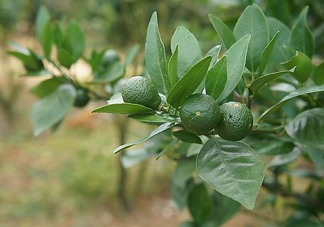 貢柑怎么預(yù)防裂果？貢柑種植管理技術(shù)