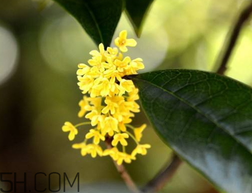 黃桂花可以泡茶嗎 紅桂花泡茶好還是黃桂泡茶好