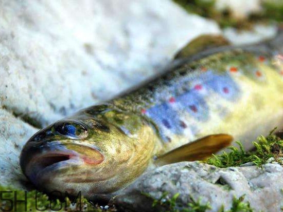 鮭魚是什么魚？鮭魚多少錢一斤