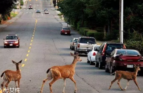 開車前為什么要拍拍車蓋？預防傷害流浪小動物