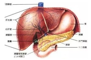 膽囊里的石頭從何而來？膽汁形成膽結(jié)石