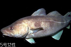 2018鱈魚(yú)多少錢(qián)一斤 鱈魚(yú)最新價(jià)格行情