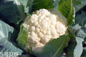 花菜怎么洗才干凈？一定要把蟲子洗掉