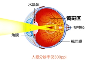 葉黃素和藍莓素哪個好？更推薦葉黃素