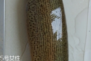 泥鰍是鯰魚嗎？泥鰍跟鯰魚不同