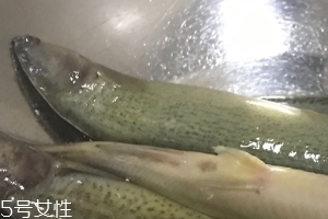 泥鰍會(huì)吃小魚(yú)嗎？這個(gè)是不會(huì)的