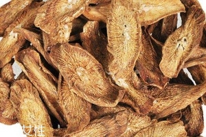 牛蒡茶是什么做的？牛蒡茶是樹(shù)根嗎？