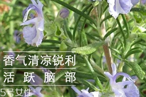 迷迭香精油怎么用？迷迭香精油使用注意事項(xiàng)