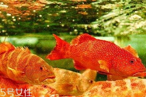 東星斑好還是石斑魚(yú)好 東星斑是石斑魚(yú)嗎