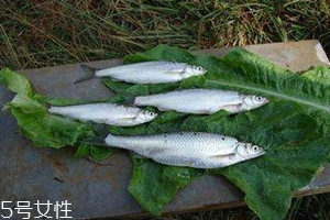 白條魚(yú)多少錢一斤 白條魚(yú)的選購(gòu)技巧