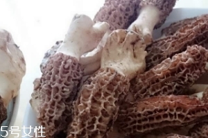 羊肚菌是什么東西？羊肚菌能吃嗎？