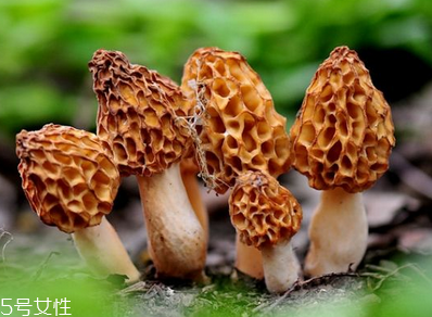 羊肚菌是發(fā)物嗎？羊肚菌屬于發(fā)物嗎？