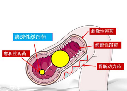 瀉藥吃了多久后開始排便？