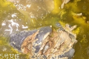 烏骨雞是烏雞嗎？烏骨雞是什么雞？