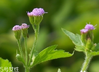 藿香和麝香是一樣嗎？藿香和麝香的區(qū)別