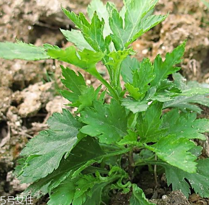 菊花腦能吃嗎？菊花腦的味道