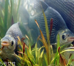 鳊魚(yú)是什么魚(yú) 鳊魚(yú)是淡水魚(yú)