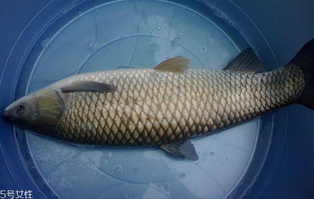 草魚(yú)是淡水魚(yú)嗎 典型的淡水魚(yú)