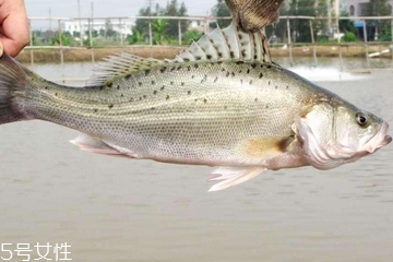 鱸魚可以做酸菜魚嗎 鱸魚也是可以的