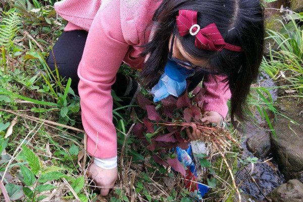 野生折耳根哪里能挖到？一次食用需控制在這個量