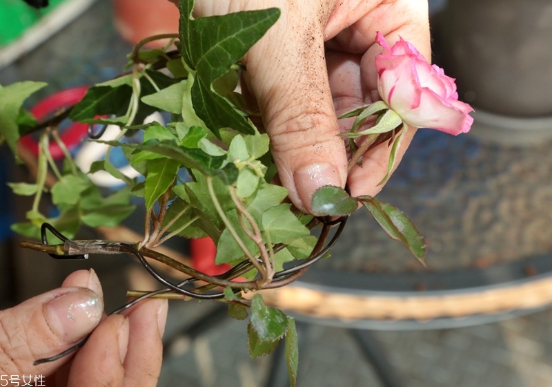 玫瑰花盆栽種植方法 玫瑰花盆栽在家這樣養(yǎng)