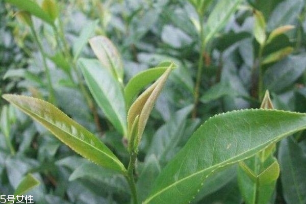 梅占茶的價(jià)格多少錢 梅占茶價(jià)格