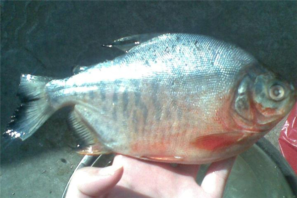 紅鯧魚是海魚嗎 生活在淡水中