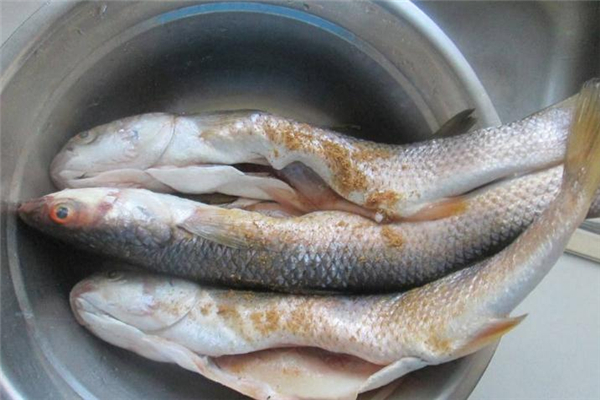 梭魚(yú)不能和什么一起吃 梭魚(yú)食用禁忌