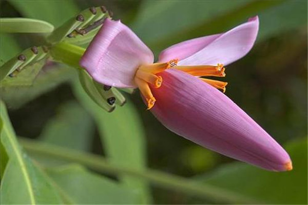 香蕉花的功效與作用是什么 香蕉花有什么功效