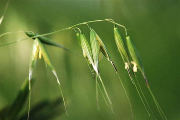 野燕麥?zhǔn)鞘裁?野燕麥的功效與作用