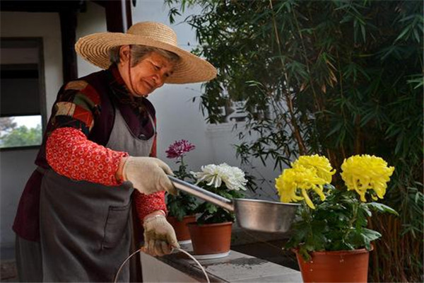 煙灰水可以澆花嗎 煙灰水可以澆花去蟲