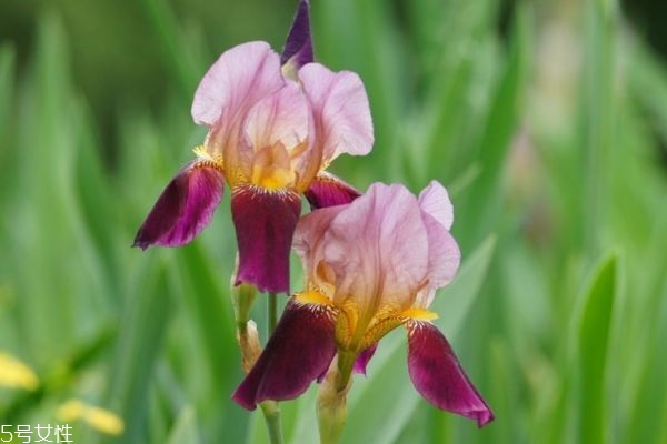 鳶尾花的花語(yǔ)是什么呢 鳶尾花多久澆一次水呢