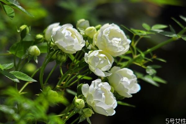 什么是木香花呢 木香花有什么作用呢