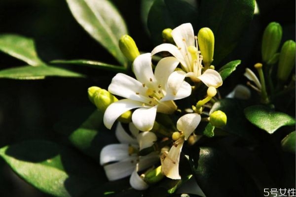 七里香的花語是什么呢 七里香的種植要注意什么呢