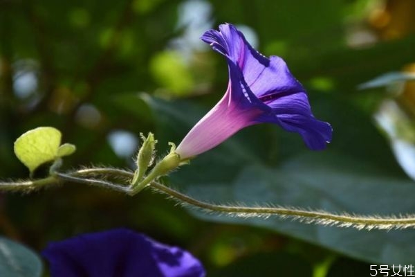 牽?；ǖ幕ㄕZ是什么呢 牽牛花的種植要注意什么呢